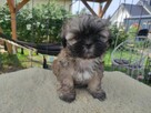 Shih tzu gotowe do zmiany domu - 1