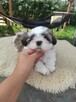 Shih tzu gotowe do zmiany domu - 4