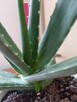 Aloes - Aloe Vera - 4