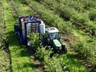 Kombajn do borówki, malin, wiśni JAGODA 300 - 12