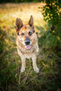 Flapy - niekonfliktowy, łagodny owczarek do adopcji! - 2