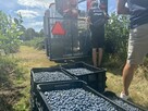 Kombajn do borówki, malin, wiśni JAGODA 300 - 14