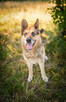 Flapy - niekonfliktowy, łagodny owczarek do adopcji! - 7