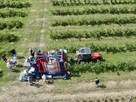 Kombajn do borówki, malin, wiśni JAGODA 300 - 10