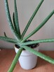 Aloes - Aloe Vera - 5