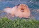 Pomeranian - pieski po pięknym Championie !! - 3