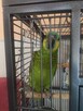Sprzedam papugę amazonke - 3