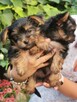 oddma yorki - 3