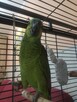 Sprzedam papugę amazonke - 2