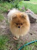 Pomeranian - pieski po pięknym Championie !! - 4