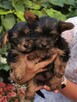 oddma yorki - 4