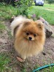 Pomeranian - pieski po pięknym Championie !! - 5