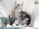 Wonka czarny srebrzysty kocurek maine coon WCF - 6