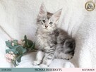 Wonka czarny srebrzysty kocurek maine coon WCF - 3