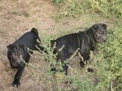 Szczenięta shar pei - 2