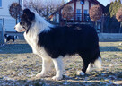 Border Collie - Piękna Rasowa Suczka z Hodowli Wiąz, komplet - 5