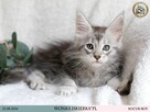 Wonka czarny srebrzysty kocurek maine coon WCF - 2