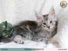 Wonka czarny srebrzysty kocurek maine coon WCF - 1