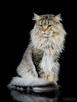 Wonka czarny srebrzysty kocurek maine coon WCF - 8