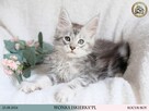 Wonka czarny srebrzysty kocurek maine coon WCF - 5