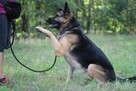 Wspaniały psiak Maxym szuka domu! - 10