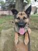 Wspaniały psiak Maxym szuka domu! - 4