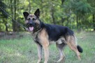 Wspaniały psiak Maxym szuka domu! - 2