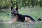 Wspaniały psiak Maxym szuka domu! - 8
