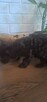 Yorkshire Terrier - 3