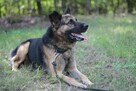 Wspaniały psiak Maxym szuka domu! - 6