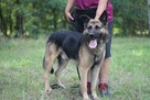 Wspaniały psiak Maxym szuka domu! - 7