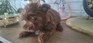 Yorkshire Terrier - 3