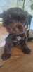 Yorkshire Terrier - 1