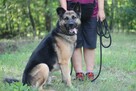 Wspaniały psiak Maxym szuka domu! - 3