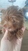 Yorkshire Terrier - 4