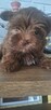 Yorkshire Terrier - 2