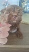 Yorkshire Terrier - 5
