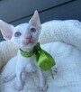 Cornish rex kocurek przepiękny blue eyes - 2