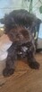 Yorkshire Terrier - 4