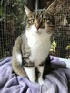 Micia i Maciuś ok 2 let.rodzeństwo czeka na adopcję Łochów - 3