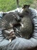 Micia i Maciuś ok 2 let.rodzeństwo czeka na adopcję Łochów - 5