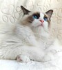 Kocięta Ragdoll - 2