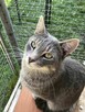 Micia i Maciuś ok 2 let.rodzeństwo czeka na adopcję Łochów - 4