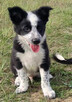 Piegusek Loko - Border Collie - Rasowy pies z hodowli Wiąz - 4