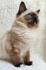Kocięta Ragdoll - 4