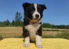 Border Collie - Rasowy pies z hodowli Wiąz, dokumentacja hod - 4