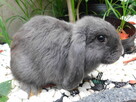 Niebieskie samiczki mini lop - 5