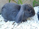 Niebieskie samiczki mini lop - 2