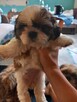 Shiz tzu Tricokolor - 2