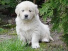 Golden retriever Paszport - 2